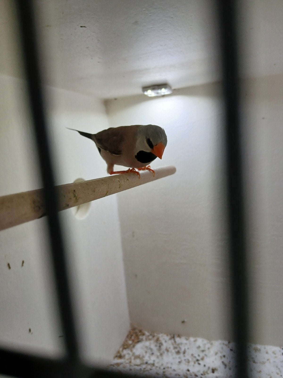 2 spitsstaartamadine mannen, Dieren en Toebehoren, Vogels | Overige Vogels, Mannelijk