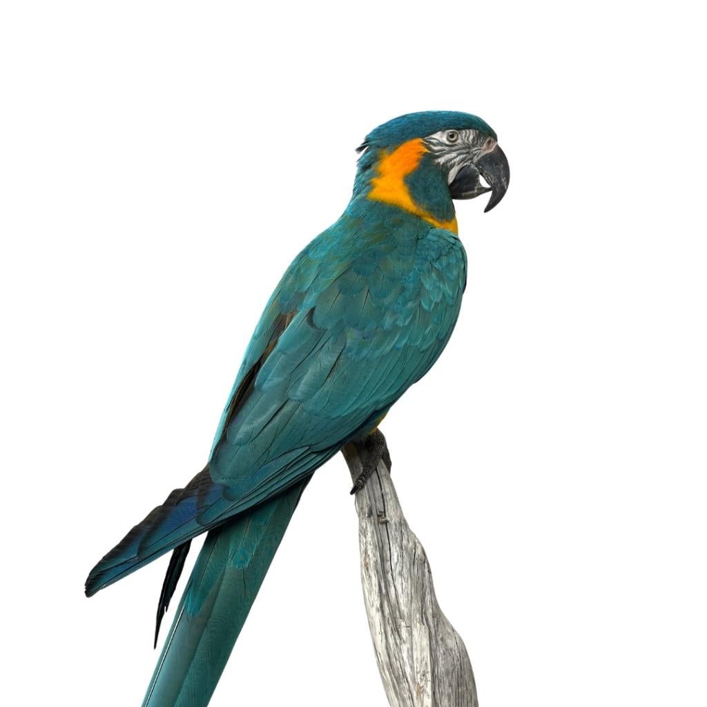 Te koop: Prachtige opgezette blauwkeelara!, Verzamelen, Dierenverzamelingen, Ophalen of Verzenden, Nieuw, Vogel, Opgezet dier