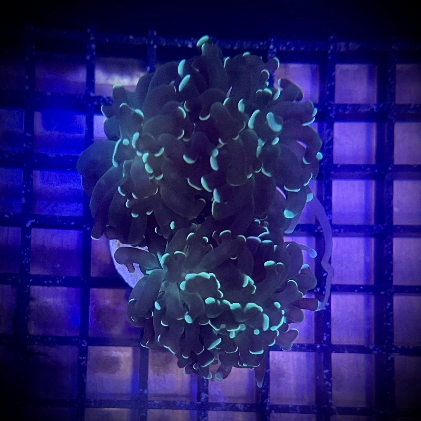 3 koppen euphyllia, grote volle koppen, Ophalen