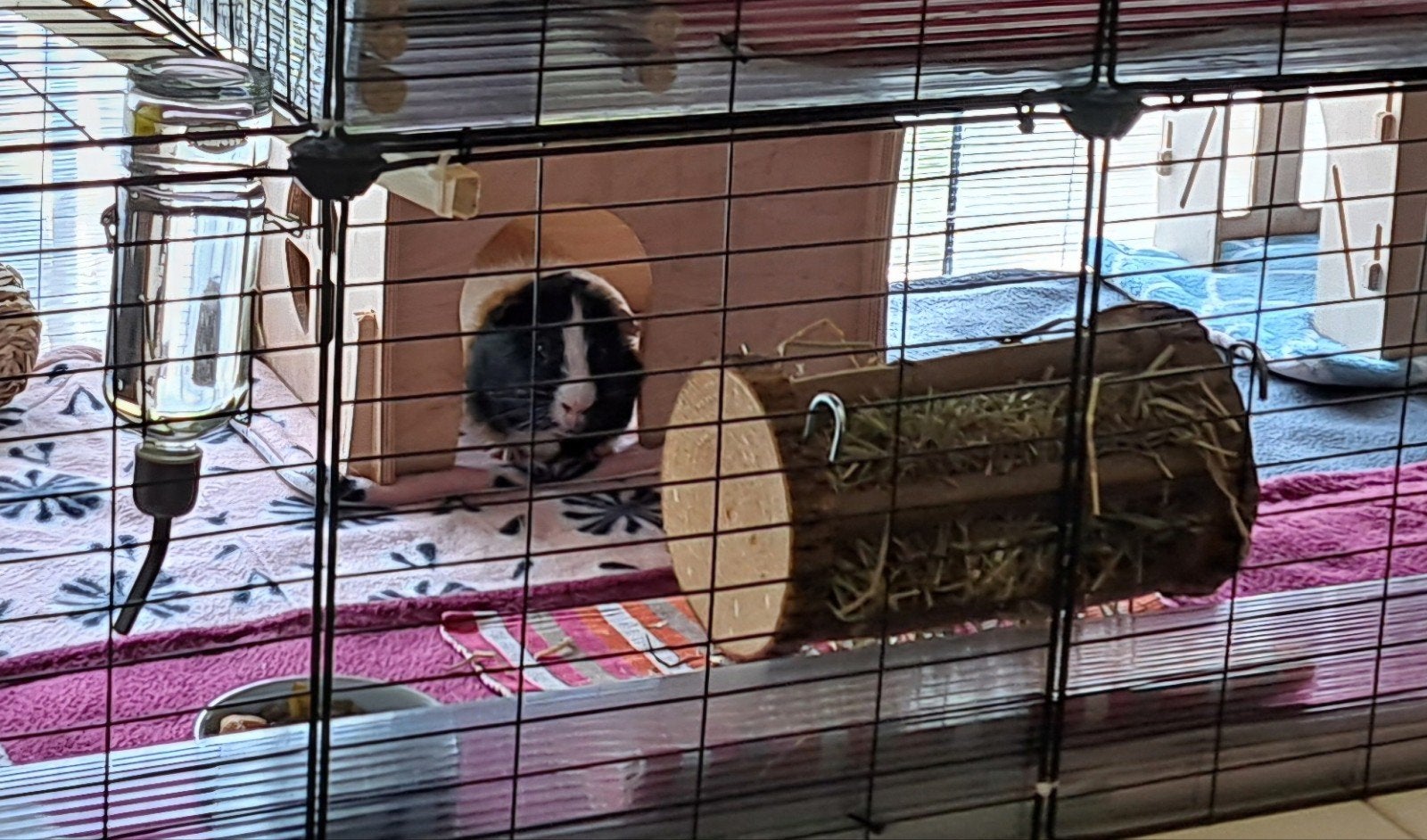 Hooiruif Konijn/Cavia - Hout 1€, Ophalen