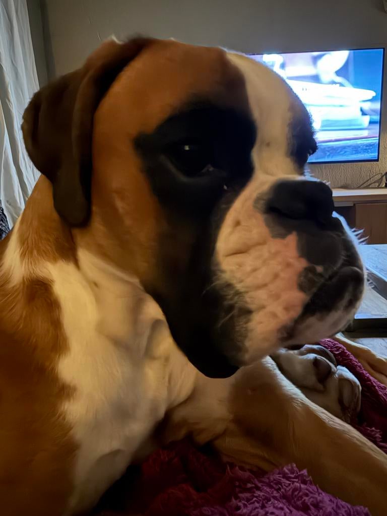 Boxer, 15 weken tot 1 jaar, Parvo, Eén hond, Nederland