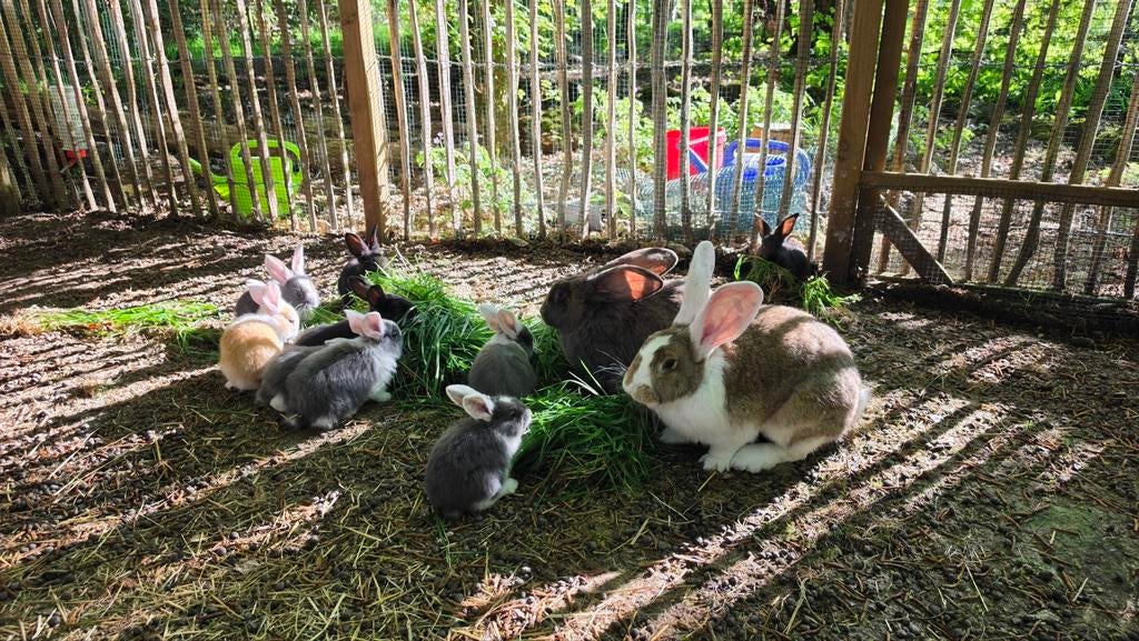 Lieve jonge Duitse Reus konijnen – reserveren mogelijk, Meerdere dieren, Groot