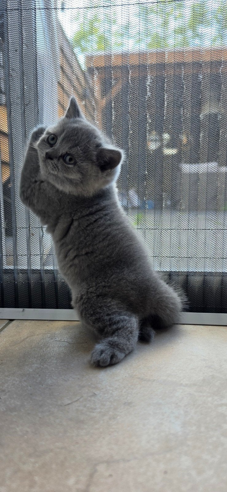 Britse korthaar , Prachtige blauwe & lilac kittens, Dieren en Toebehoren, Meerdere dieren