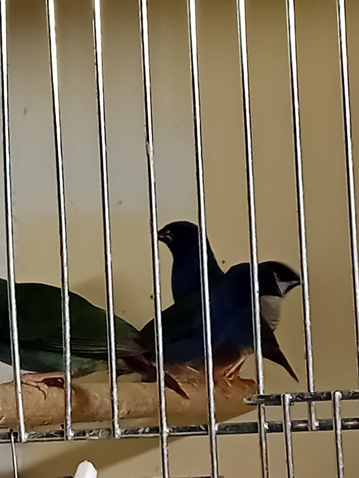 forbes papegaaiamadine ruilen, Dieren en Toebehoren, Meerdere dieren, Tropenvogel