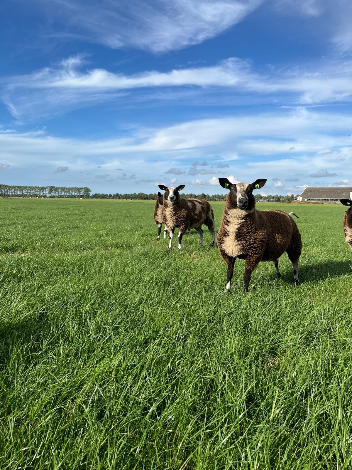 Mooie ooilammeren, Dieren en Toebehoren, Meerdere dieren, Schaap