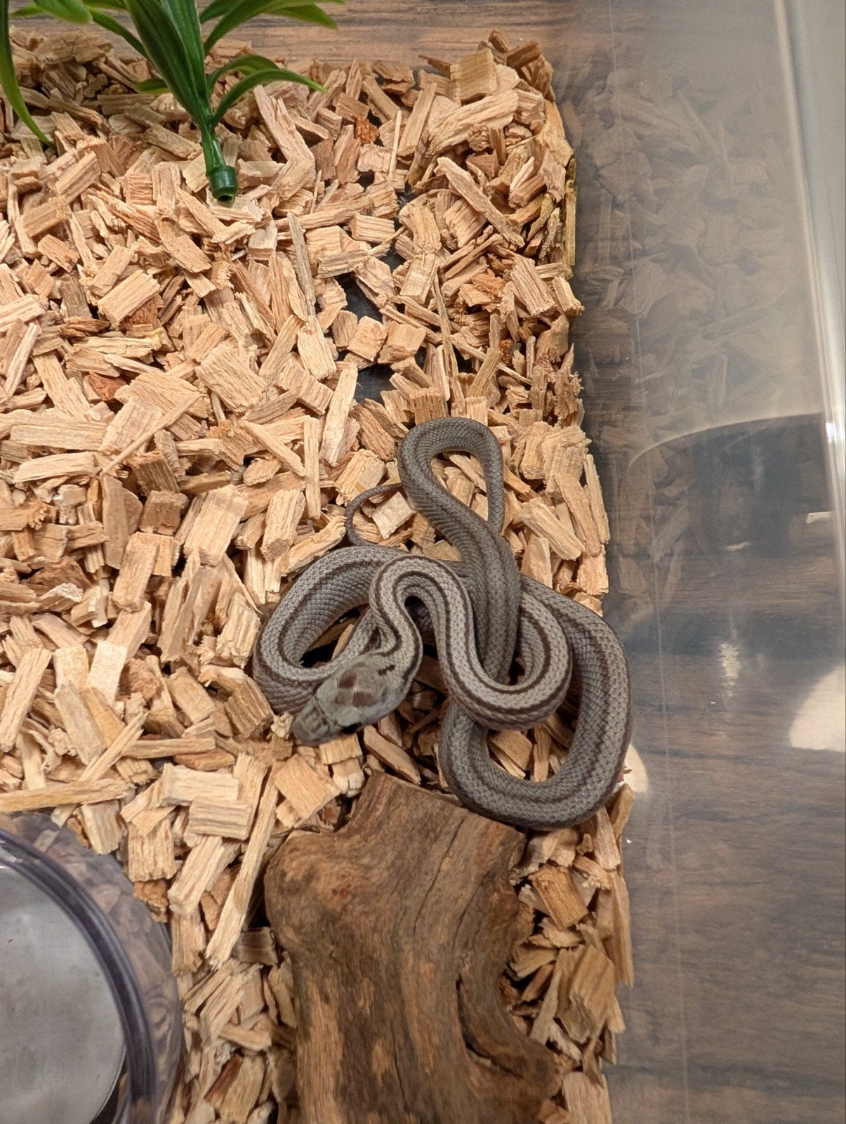 Super mooie korenslangen (genen bommetjes) Corn Snake photo 8