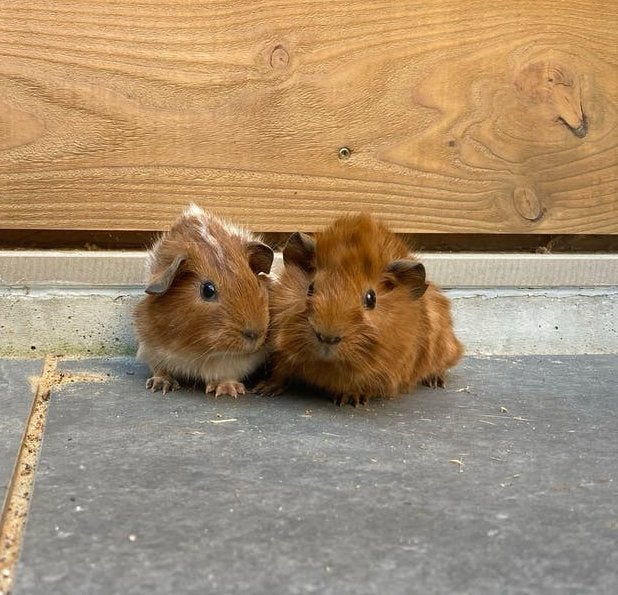 Jong cavia koppel, Cavia, Juni, Meerdere dieren, Tam