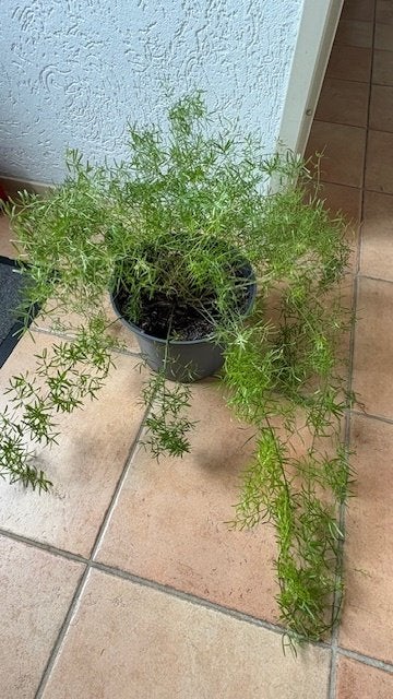 Asparagus kamerplant, Ophalen, Overige soorten, Halfschaduw, Minder dan 100 cm