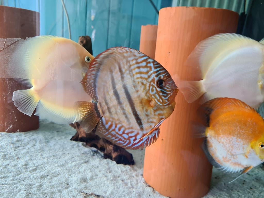 Paraconi Heckel Cross Discus, Symphysodon Discus, Vis, Zoetwatervis