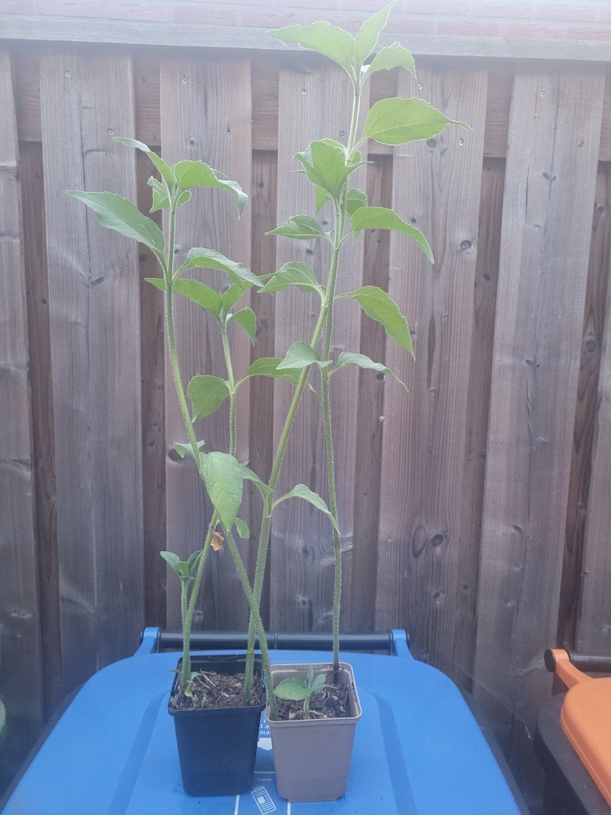 Aardpeer biologisch, Tuin en Terras, Ophalen, Minder dan 100 cm, Overige soorten