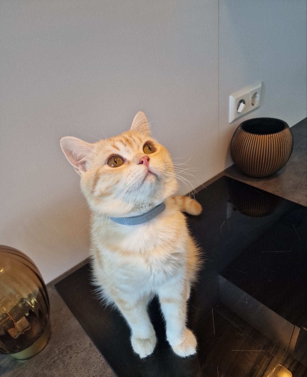 Britse Korthaar | Ervaren dekkater | 🐈 |, 0 tot 2 jaar
