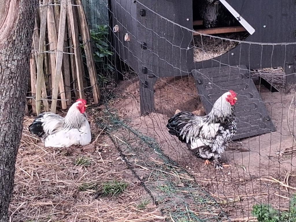 Kippen, Dieren en Toebehoren