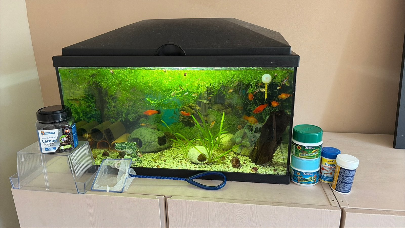 Mooi gezond aquarium, Dieren en Toebehoren, Vissen | Aquariumvissen, Vis, Schoolvis