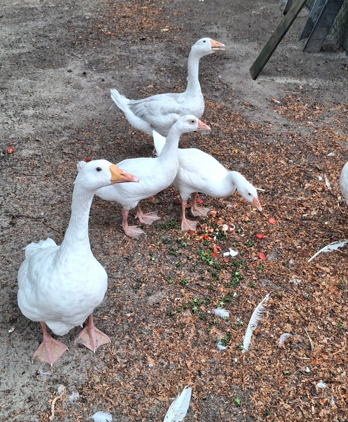 Witte  boeren ganzen, Geslacht onbekend, Gans of Zwaan