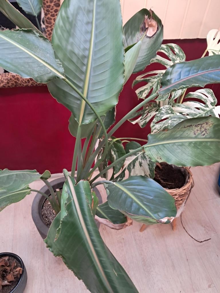 Strelizia of te wel paradijsvogel plant, Ophalen of Verzenden, Halfschaduw, Minder dan 100 cm