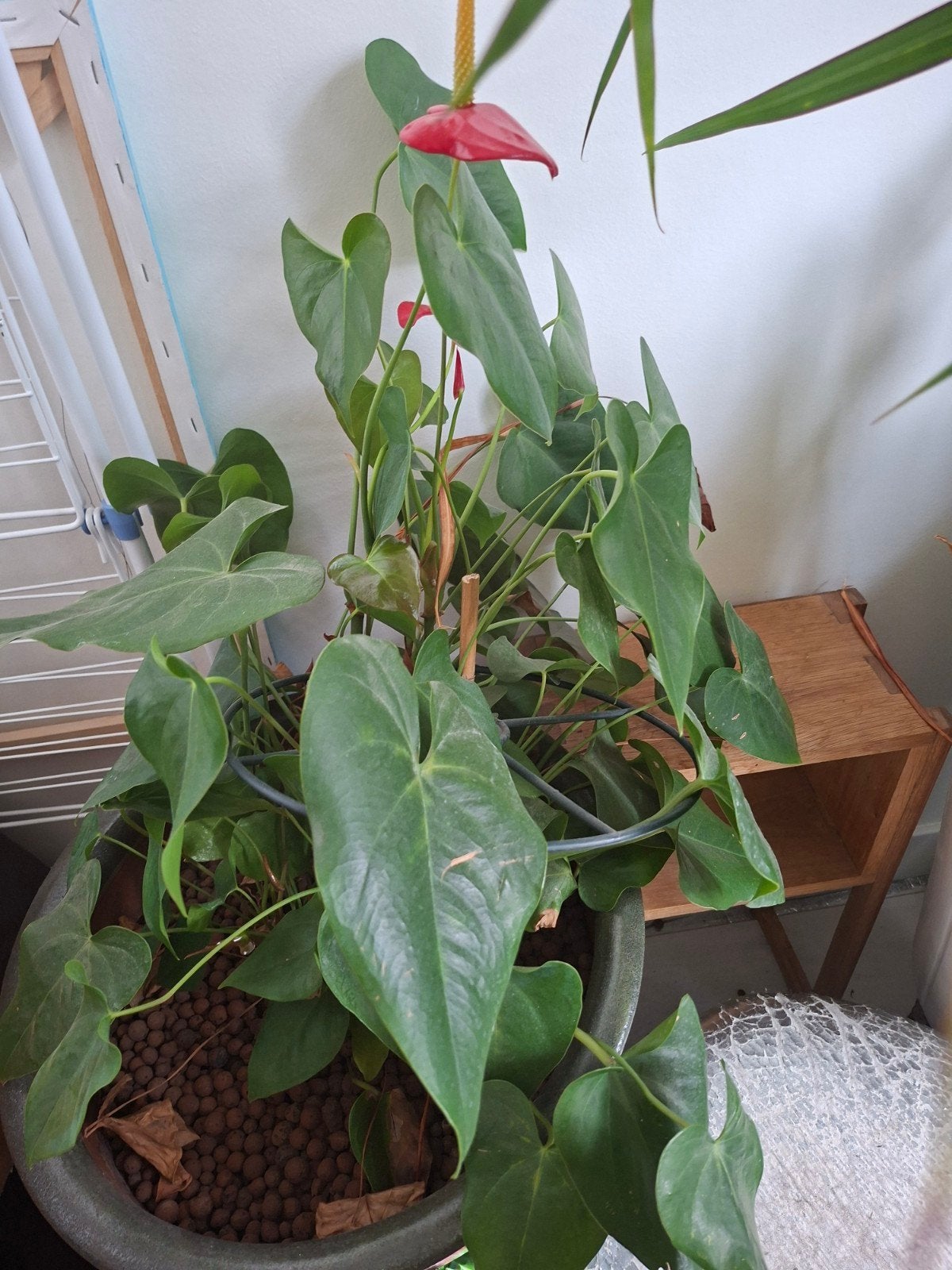 Anthurium gratis, Ophalen, Halfschaduw, Minder dan 100 cm
