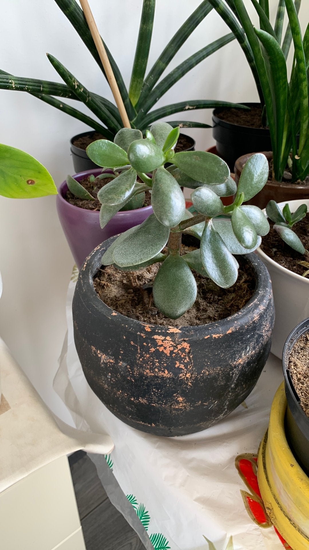 Vet plant met pot €8, Huis en Inrichting, Kamerplanten, Ophalen, Halfschaduw, Minder dan 100 cm