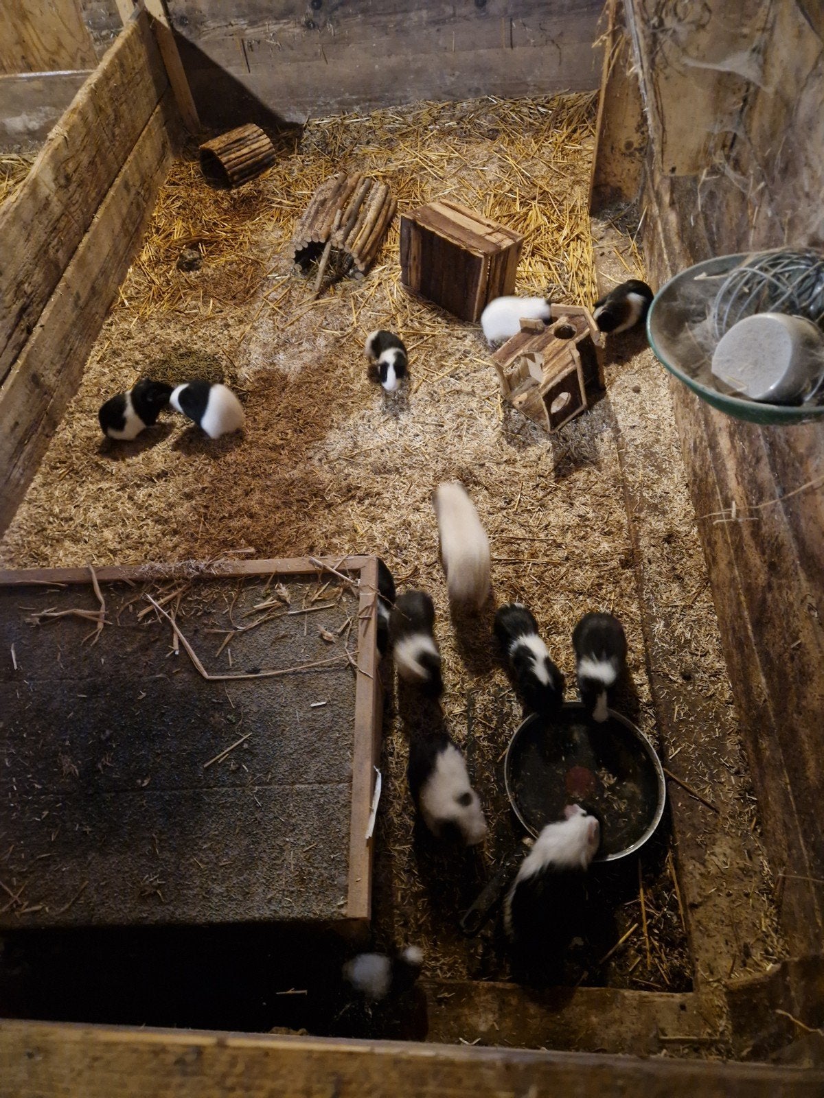 mooie en leuke cavia's, Dieren en Toebehoren, Augustus, Meerdere dieren, Cavia