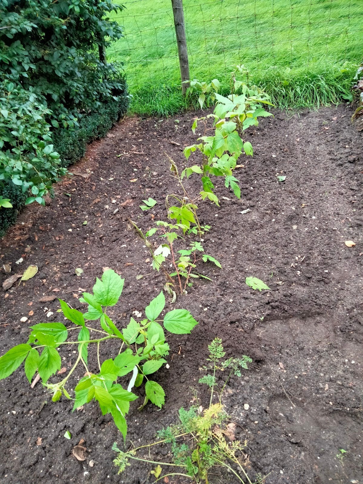 Frambozen struikjes, Tuin en Terras, Ophalen, Tuinaarde