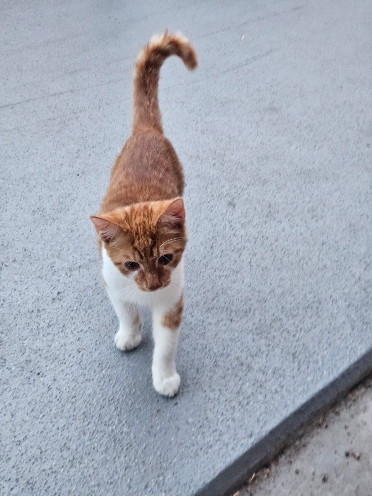 kitten gratis af te halen, Kater
