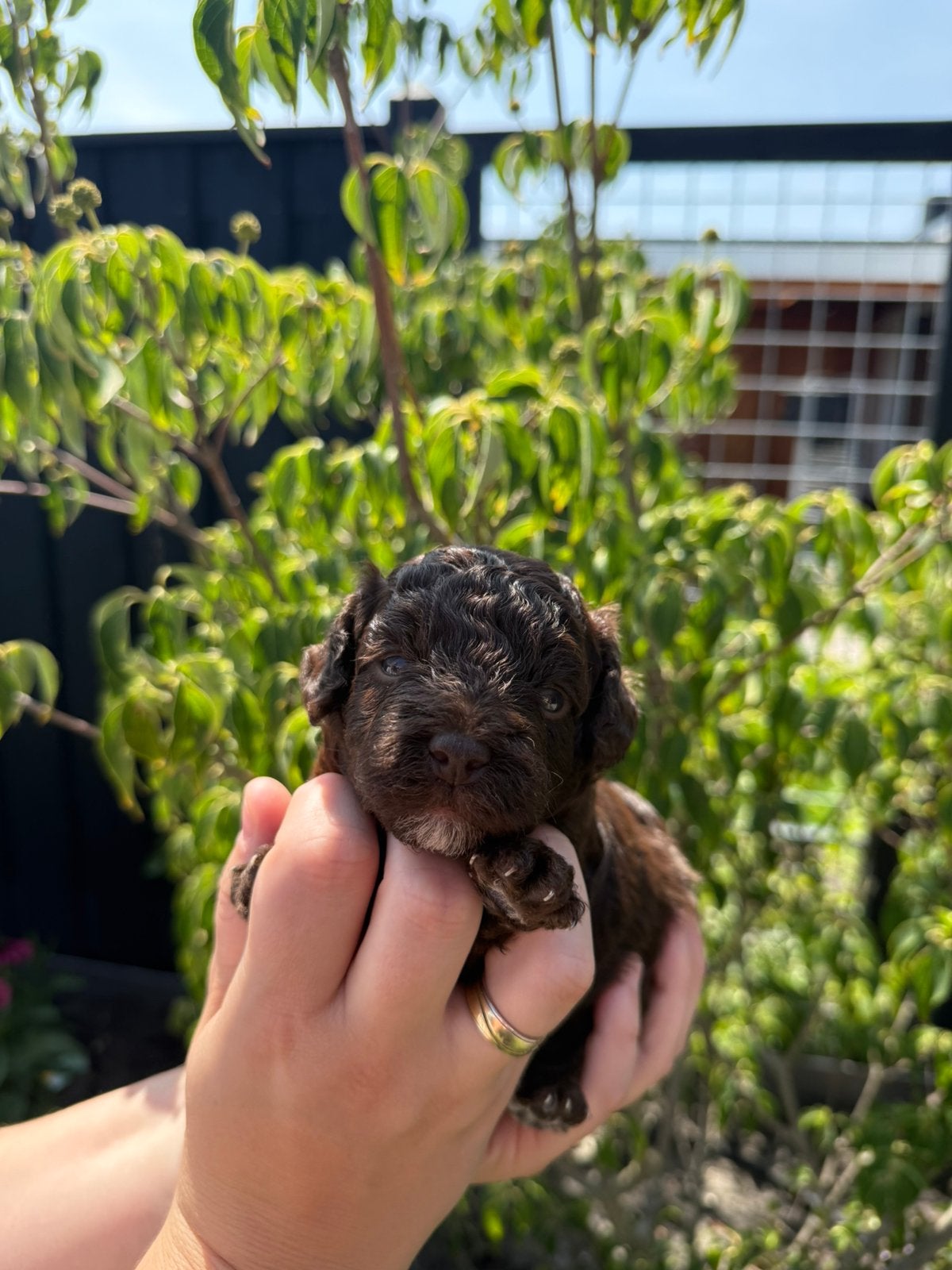 Prachige mini labradoodle (donkere choco), Dieren en Toebehoren, Parvo, Overige rassen, 8 tot 15 weken, Teef