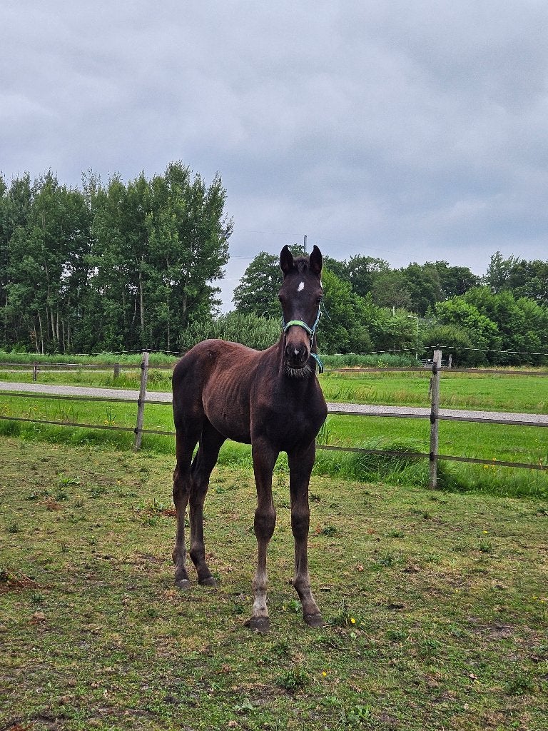 Hengstveulen dressuur gefokt, Met stamboom, Niet van toepassing, Dressuurpaard, 0 tot 2 jaar