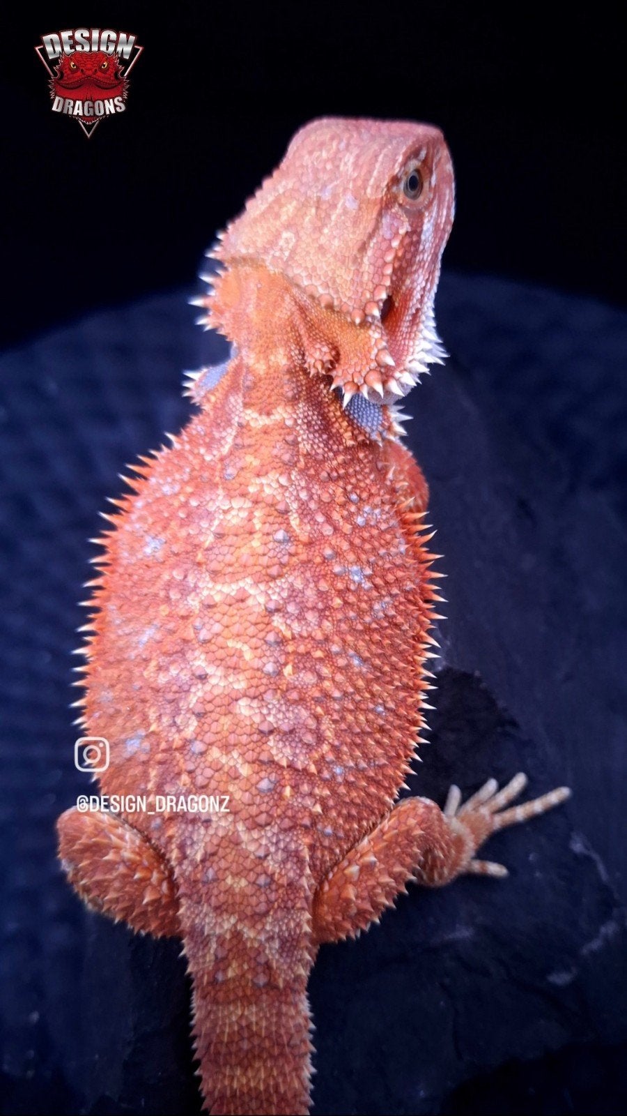 50% Red Monster Hypo het. Translucent 
Baardagaam man Bearded Dragon - male for sale from Design Dragons