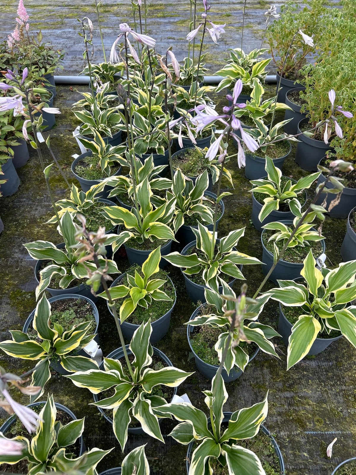 Hosta 'Anne' - Prachtige Vaste Planten voor uw Tuin, Vaste plant, Halfschaduw, Zomer, Ophalen