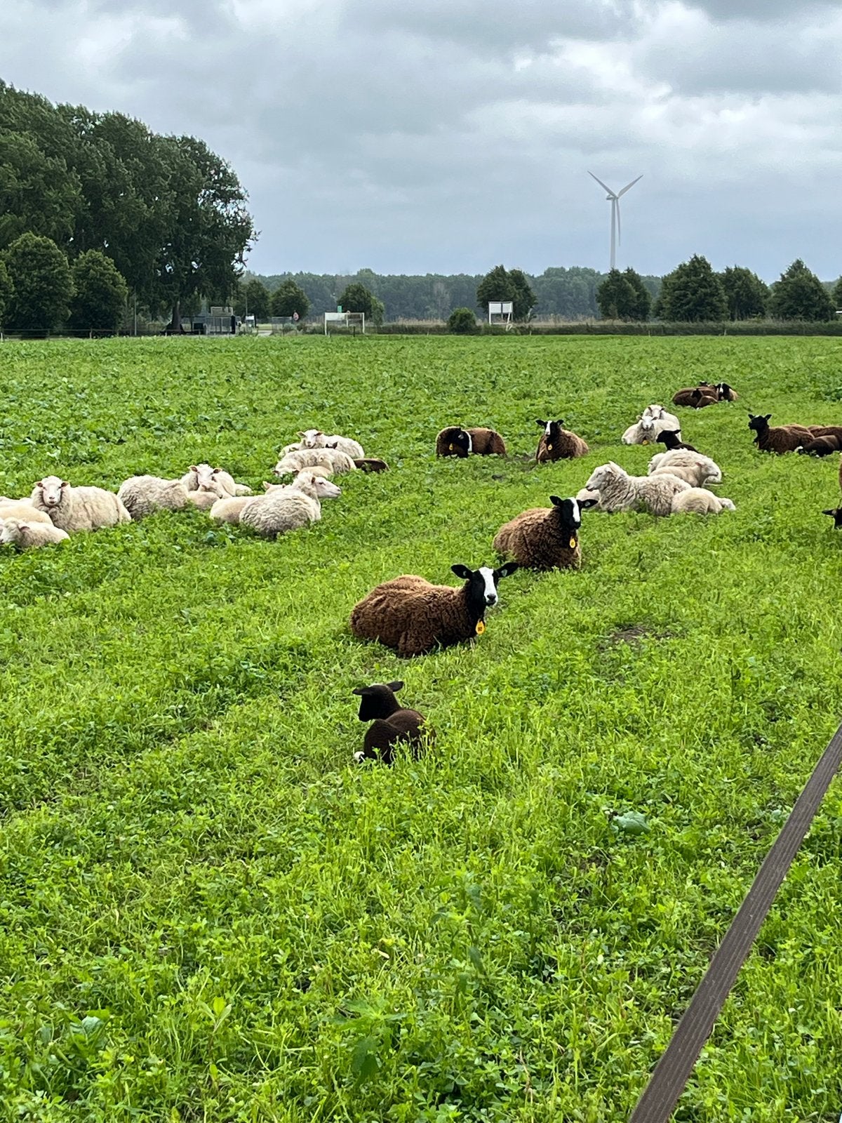 Schapenwol, Dieren en Toebehoren, Meerdere dieren, Schaap