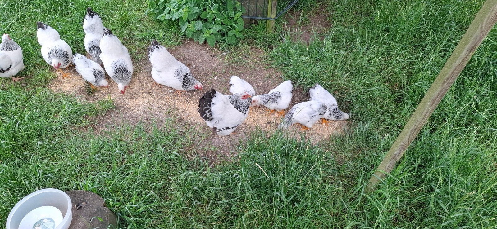 Wyandotte kuikens. Groot, Dieren en Toebehoren, Pluimvee, Meerdere dieren, Kip