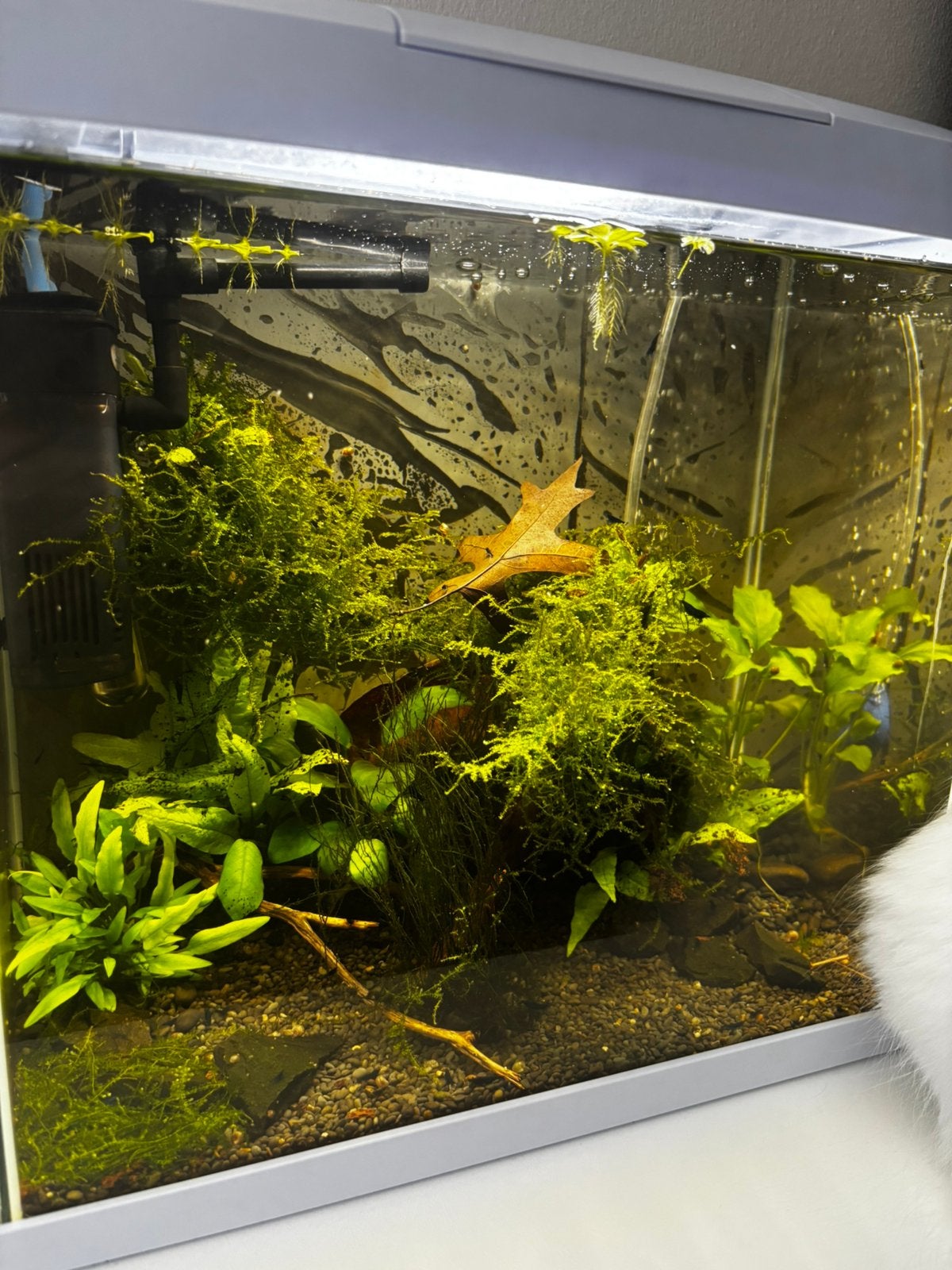 Garnalen bak incl alles, Ophalen, Zo goed als nieuw, Gevuld zoetwateraquarium