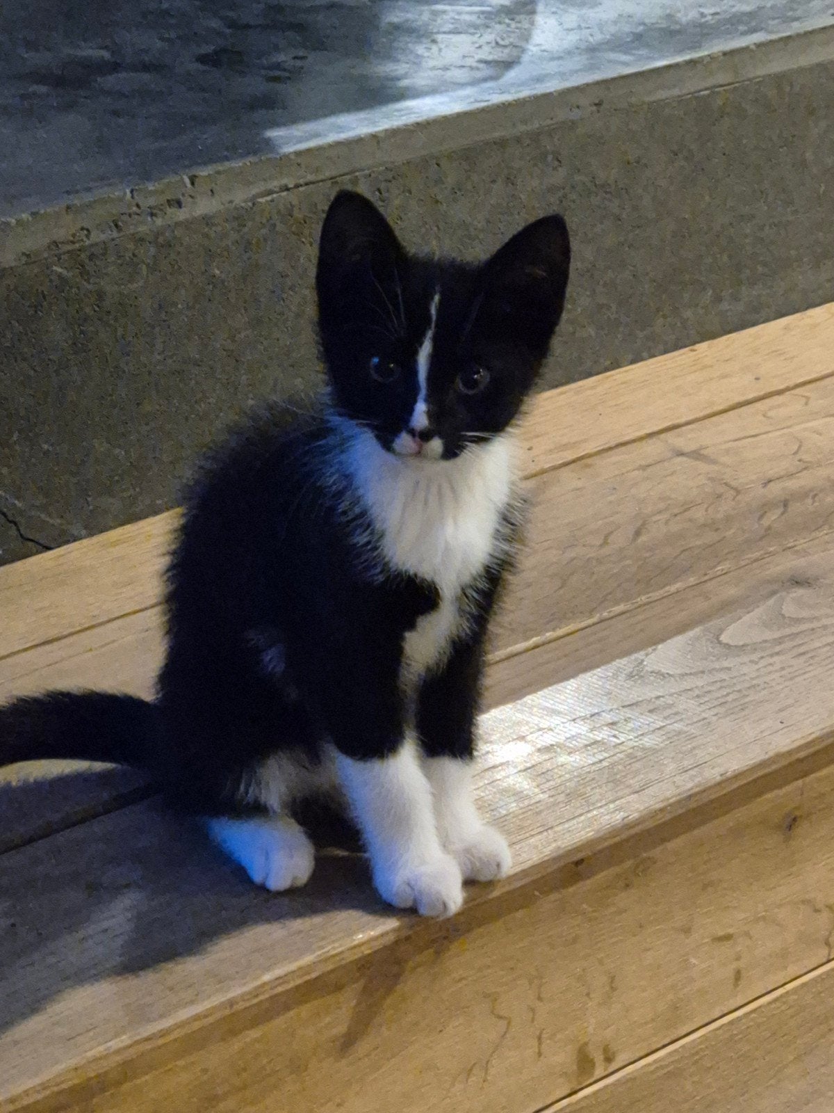 Leuke kitten, Kater, Kortharig, 0 tot 2 jaar