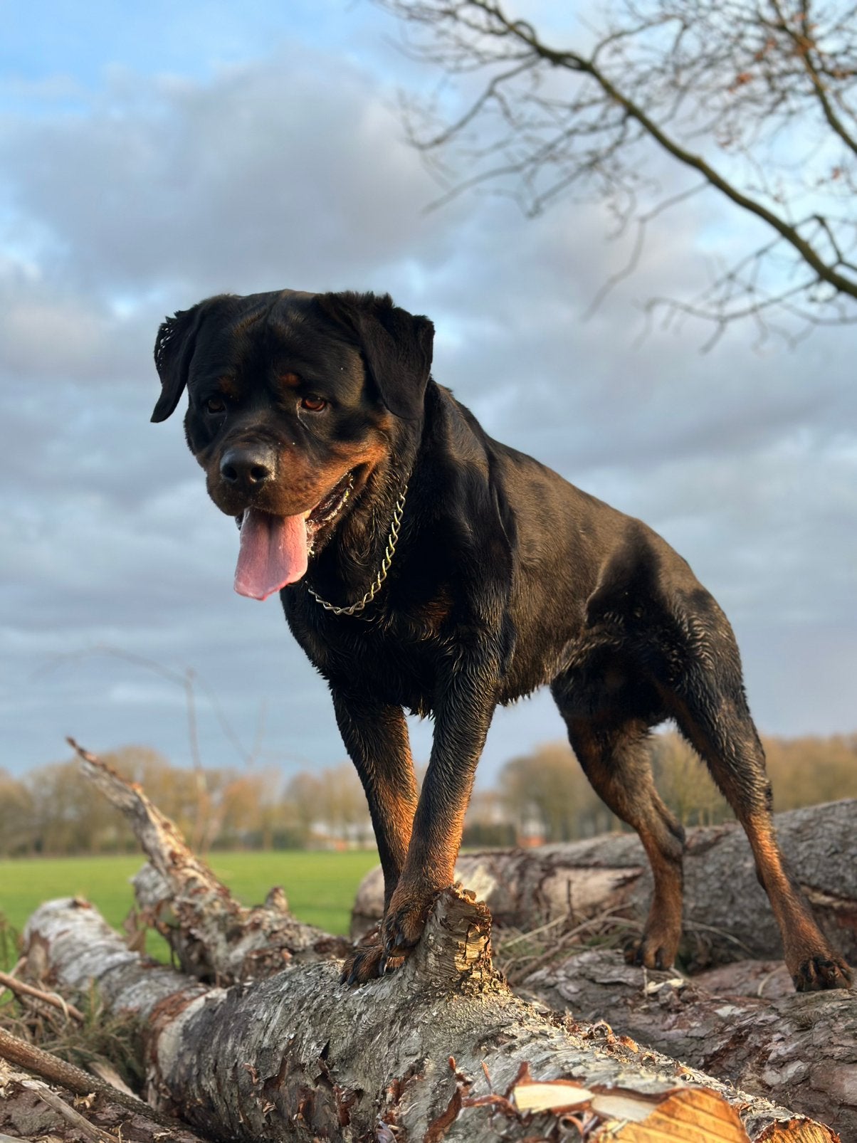 Rottweiler Dekreu NIET TE KOOP!, Reu, Eén hond, 3 tot 5 jaar, Nederland