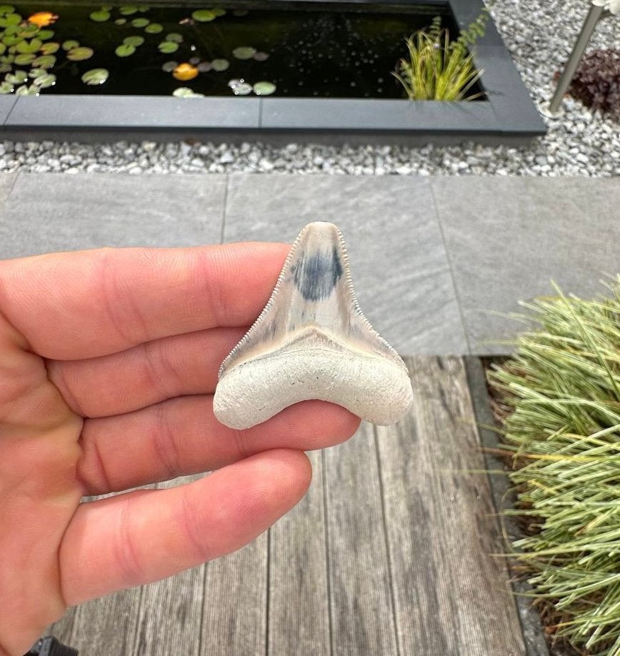 Otodus megalodon tand, Bone Valley Florida, Verzamelen, Mineralen en Fossielen, Ophalen of Verzenden, Fossiel