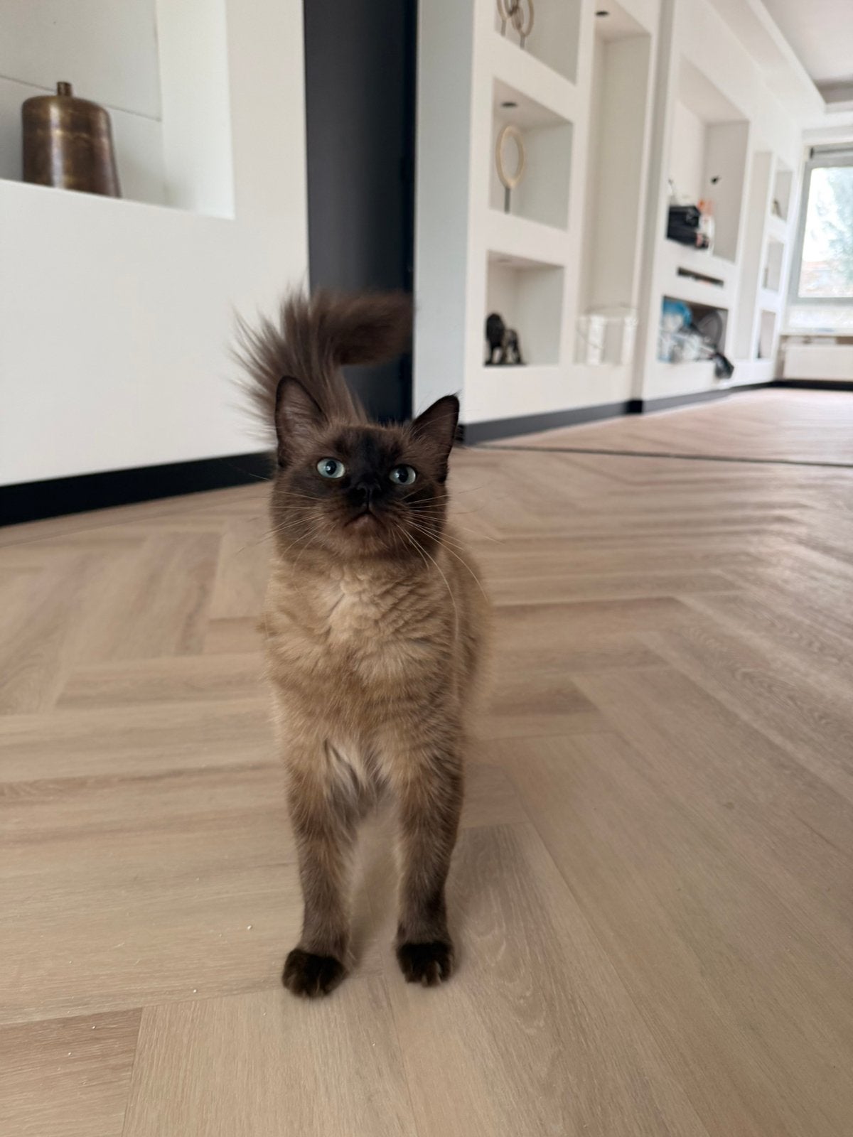 Prachtige ragdoll kindjes 🧡, Dieren en Toebehoren, Katten en Kittens | Overige Katten, Poes
