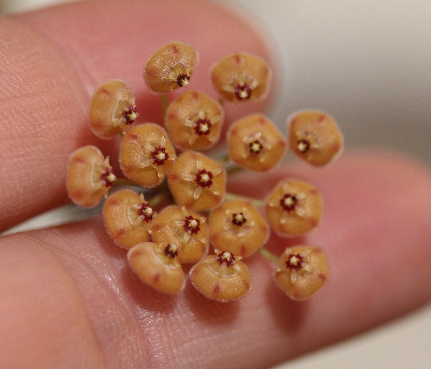 Hoya sp. Kalimantan ‘mini coin’ (nr 2), Ophalen of Verzenden, Halfschaduw, Minder dan 100 cm