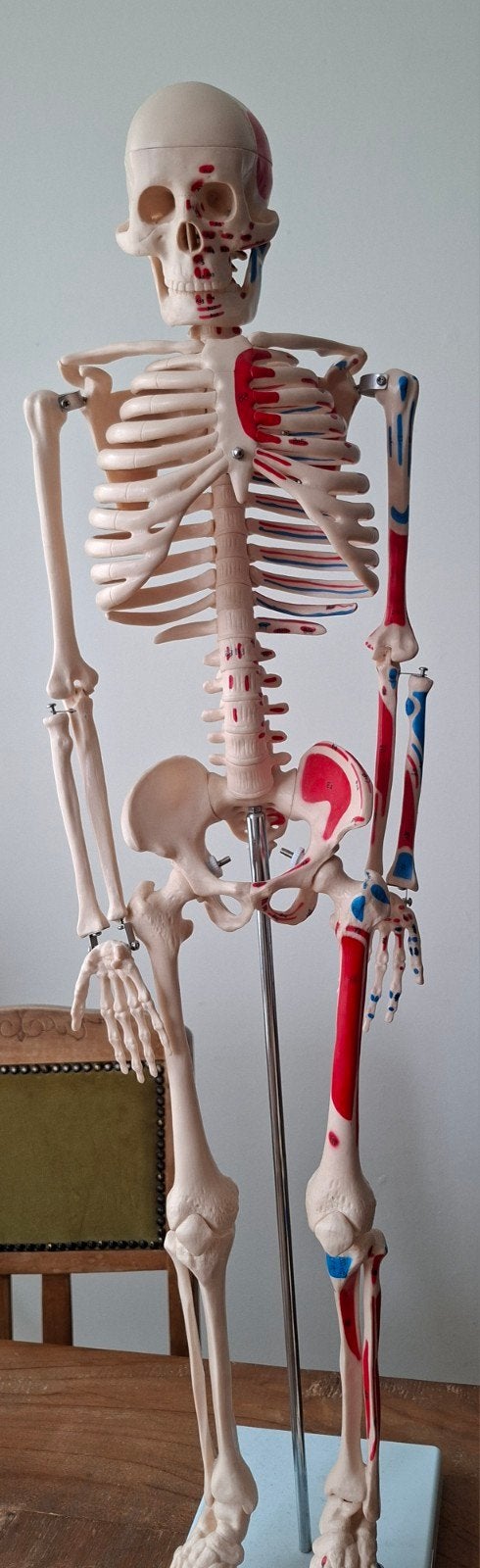 Anatomie skelet spieren zo goed als nieuw, Ophalen of Verzenden, Zo goed als nieuw, Apparaat