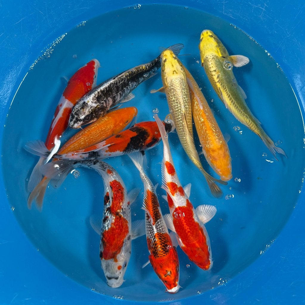 MARUSEI (HIRASAWA) TOSAI MIX  20-26cm, Karper of Koi