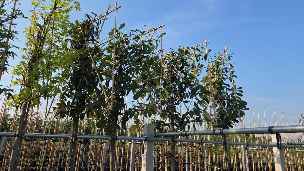 Leilaurier Prunus Novita, Tuin en Terras, Planten | Bomen, Ophalen