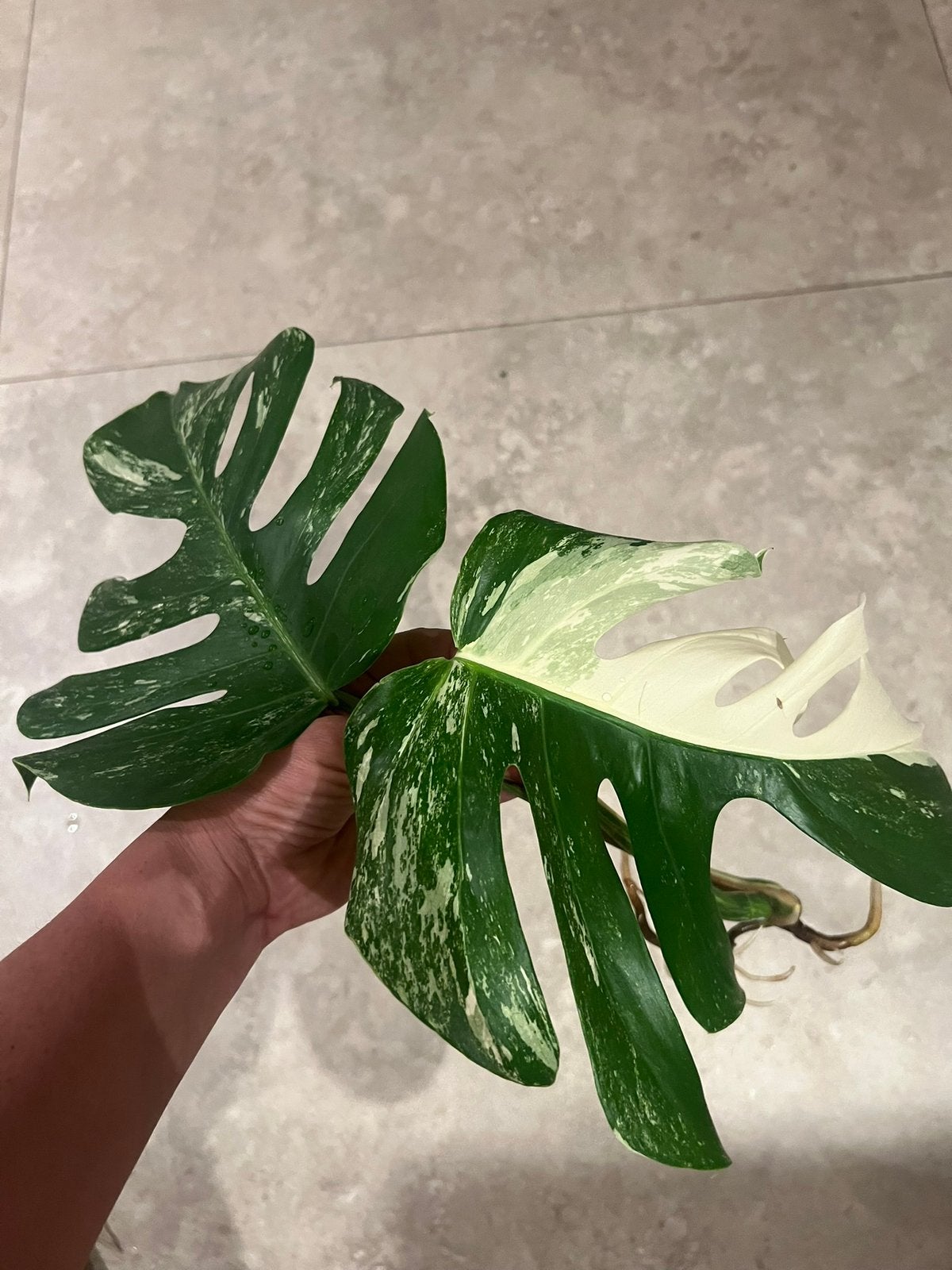 Prachtige Gewortelde Monstera Stekken, Huis en Inrichting, Kamerplanten, Ophalen of Verzenden, Halfschaduw, Minder dan 100 cm