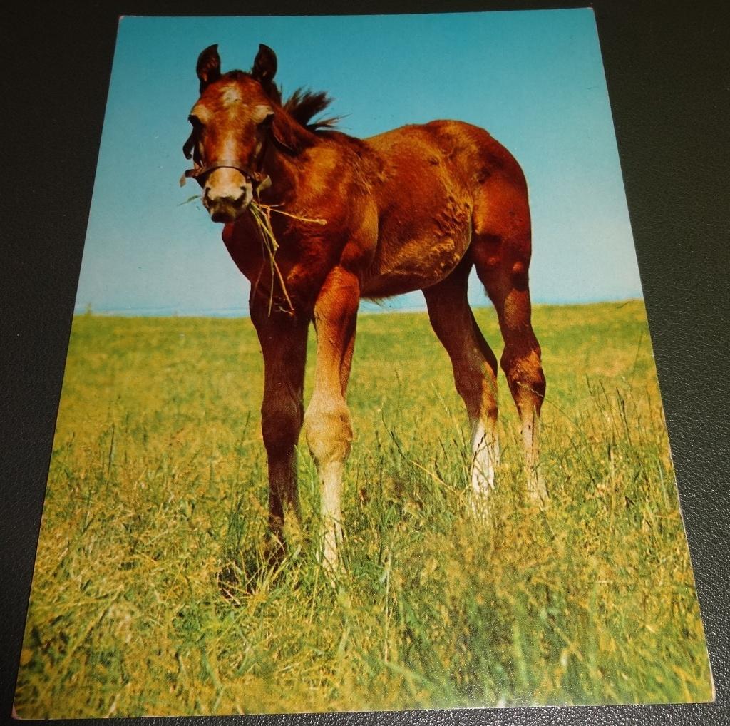 Paarden - Veulen, Verzenden, 1980 tot heden, Ongelopen, Paard