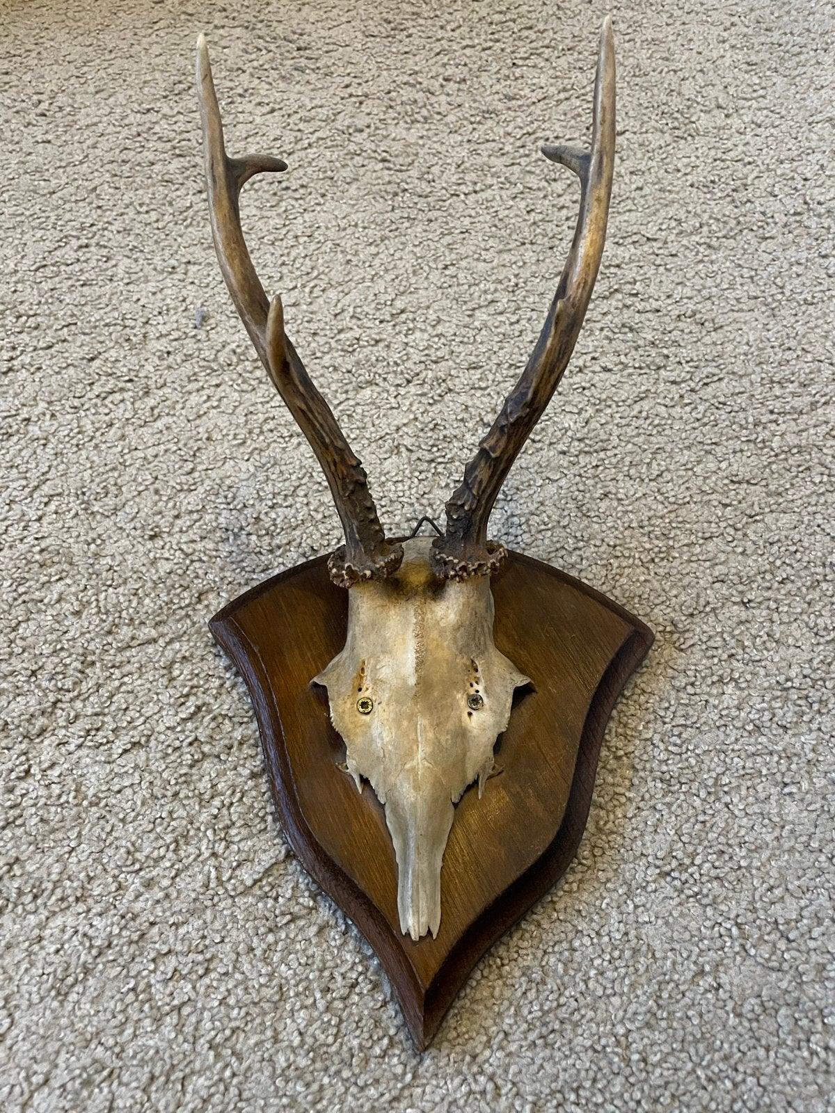 Hertenkop met gewei op houten schild, Ophalen of Verzenden