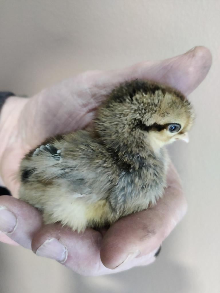 🐣Kuikens, diverse rassen 🐣, Dieren en Toebehoren, Pluimvee, Meerdere dieren, Kip