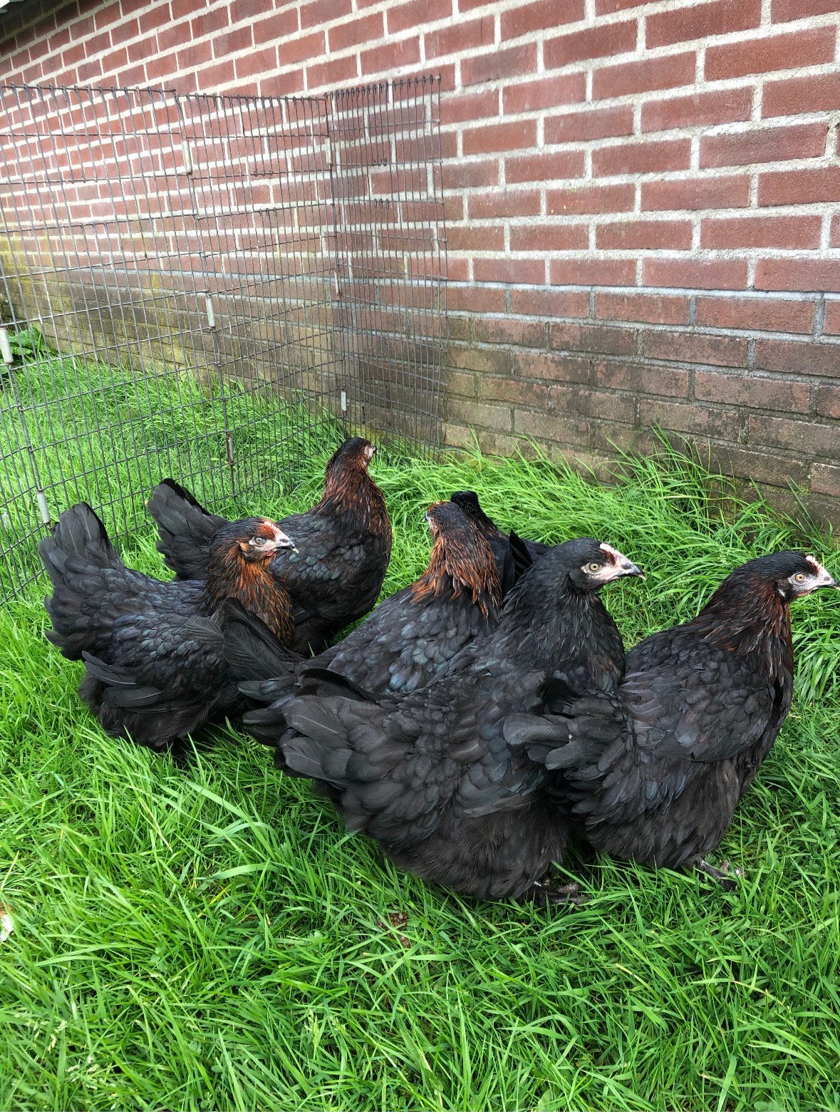 Te koop prachtige koper zwarte marans hennen, Dieren en Toebehoren, Vrouwelijk, Kip
