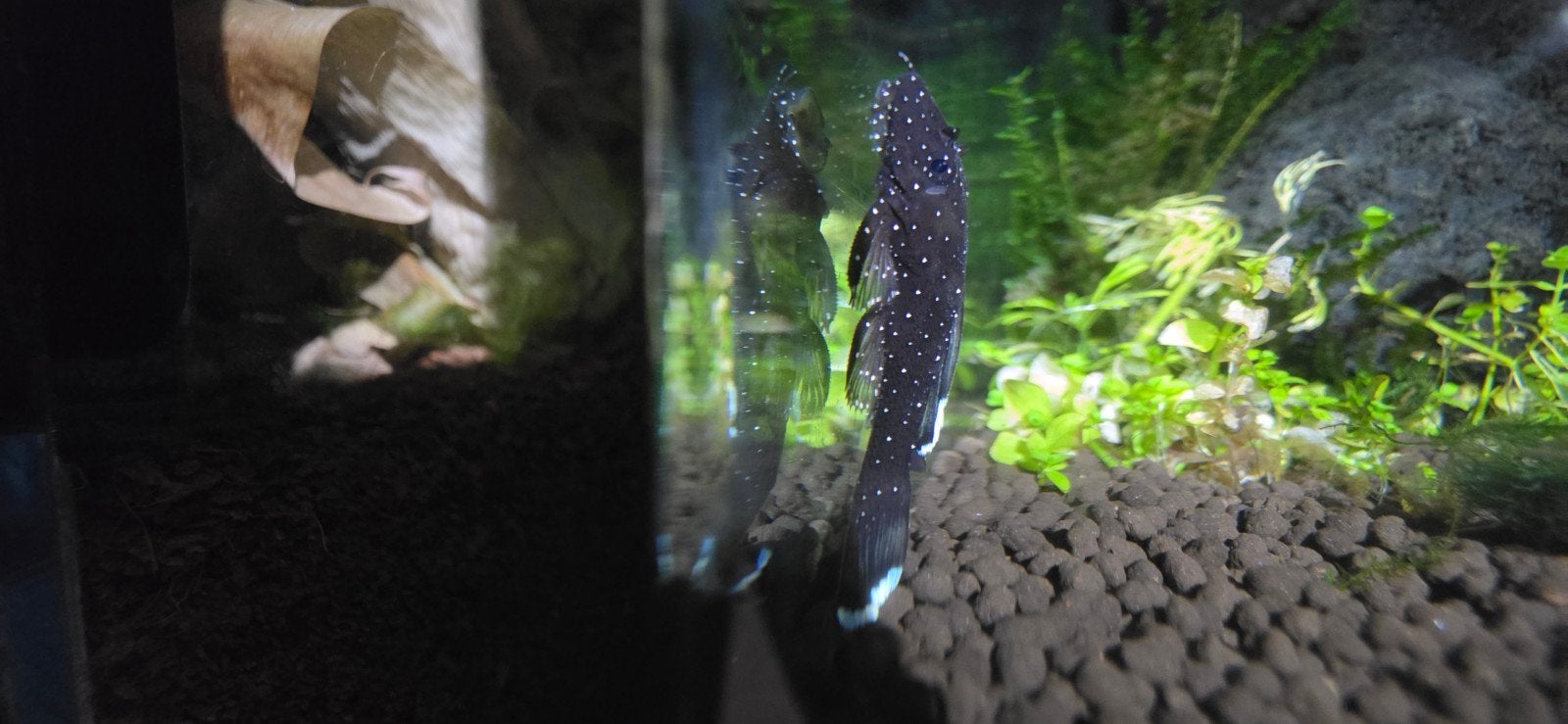 starlight pleco algeneter, Ophalen