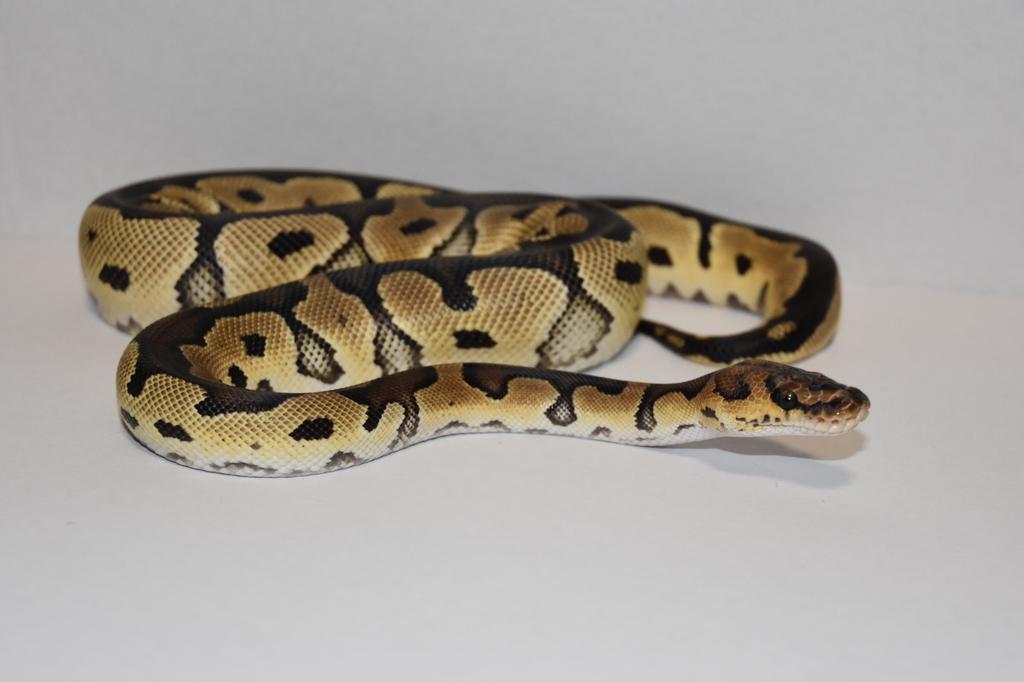 Ball python 0.1, Dieren en Toebehoren, Slang, Tam, 0 tot 2 jaar