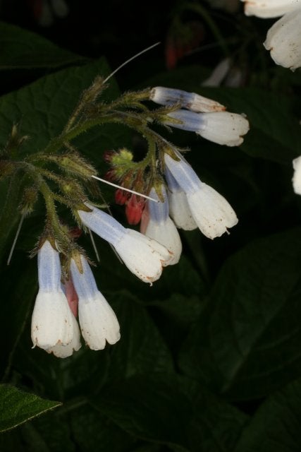 Wit met blauwe smeerwortel –‘Wisley blue’  - Insectenplant, Overige soorten, Vaste plant, Ophalen of Verzenden, Halfschaduw