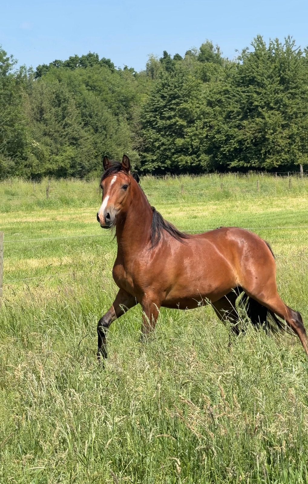 Mega knappe new forest ruin, Ruin, Dressuurpaard, 3 tot 6 jaar