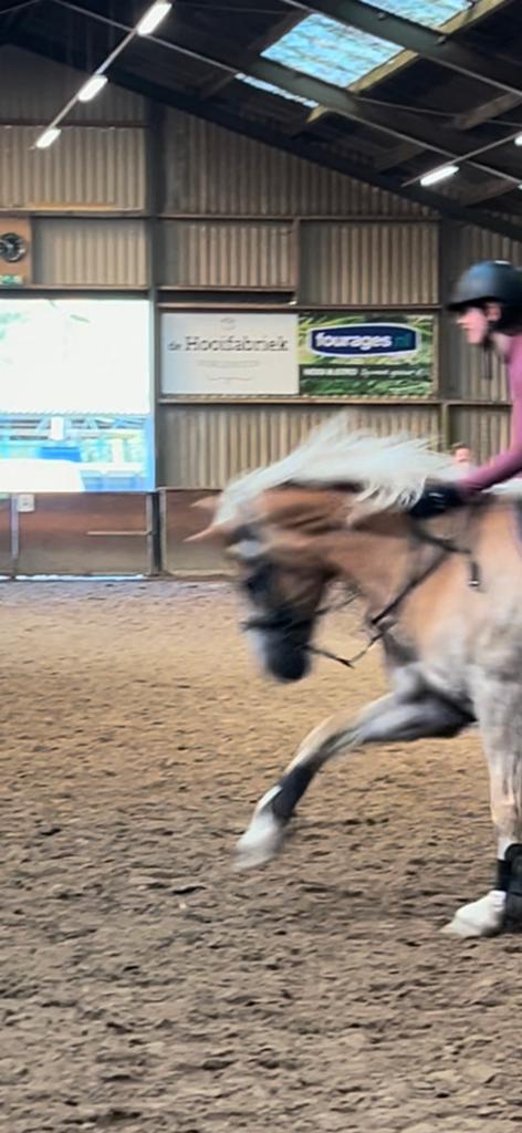Bijrijdpaard/pony gezocht, Ophalen, Zo goed als nieuw