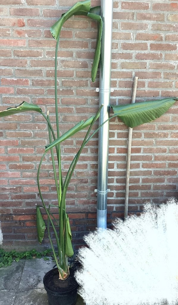 Grote Strelizia, Ophalen, Overige soorten, Halfschaduw, 150 tot 200 cm